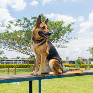guarda-con-canino-vigilante-con-perro-andina-empresa-de-vigilancia guarda-con-canino-vigilante-con-perro-andina-empresa-de-vigilancia